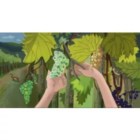 Borsi szüretel (Ringató) - Diafilm