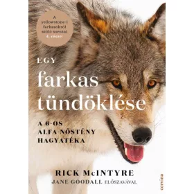 Egy farkas tündöklése - A 6-os alfa-nőstény hagyatéka