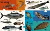 My First 100 Words - Sea Animals
