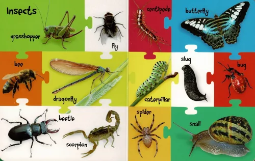 My First 100 Words - Farm and Field Animals